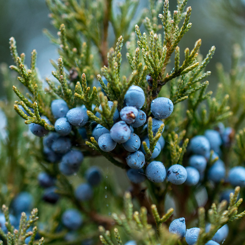 Juniper Berry – Escents